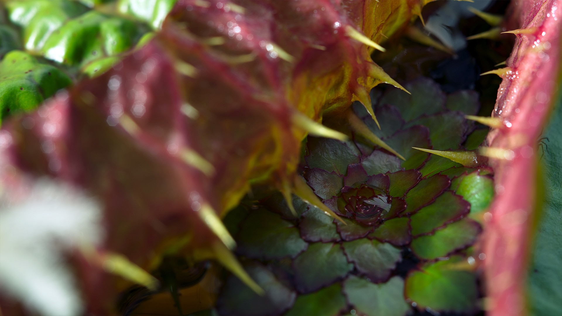 Stunning underwater worlds BBC Earth